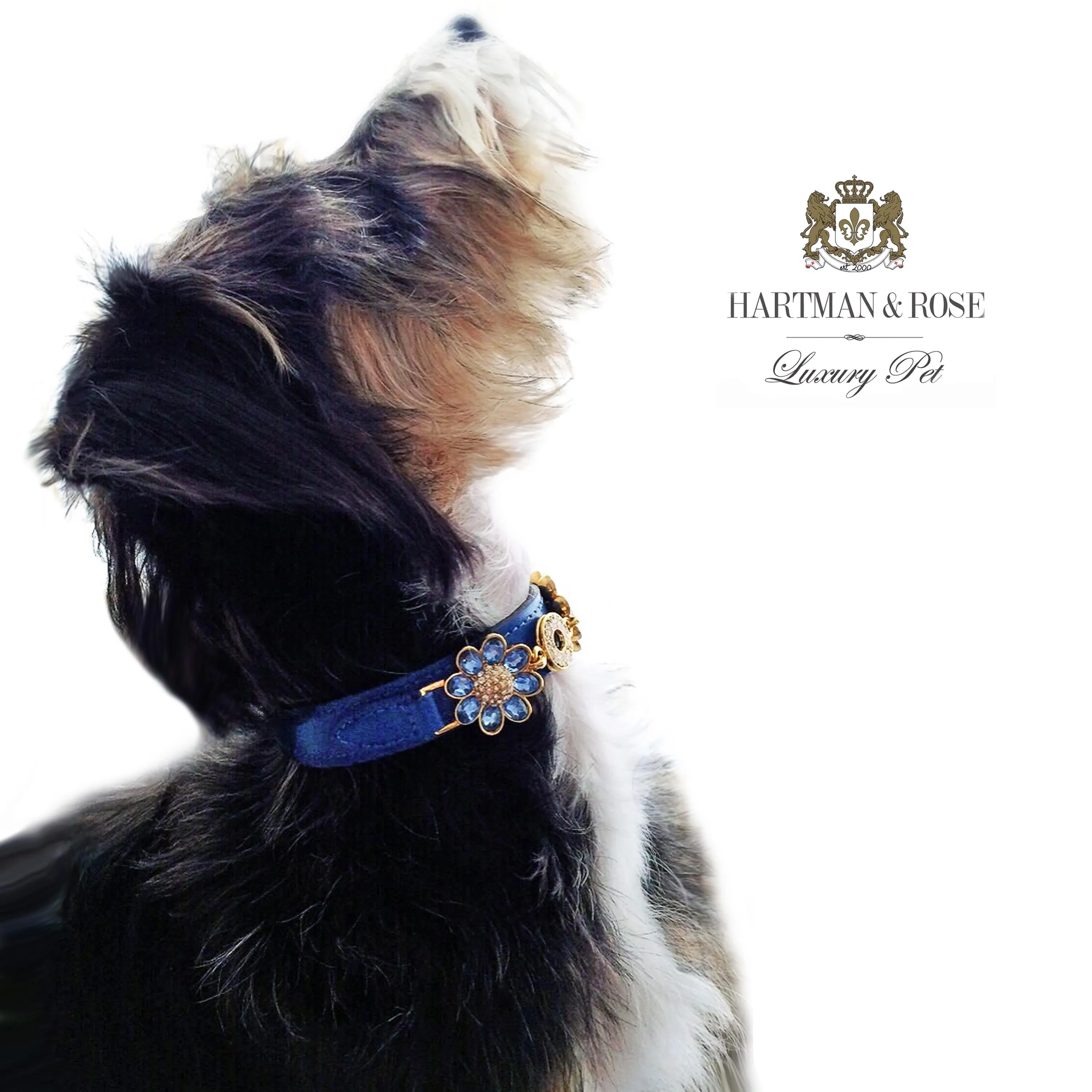 Daisy Dog Collar in Cobalt Blue & Gold