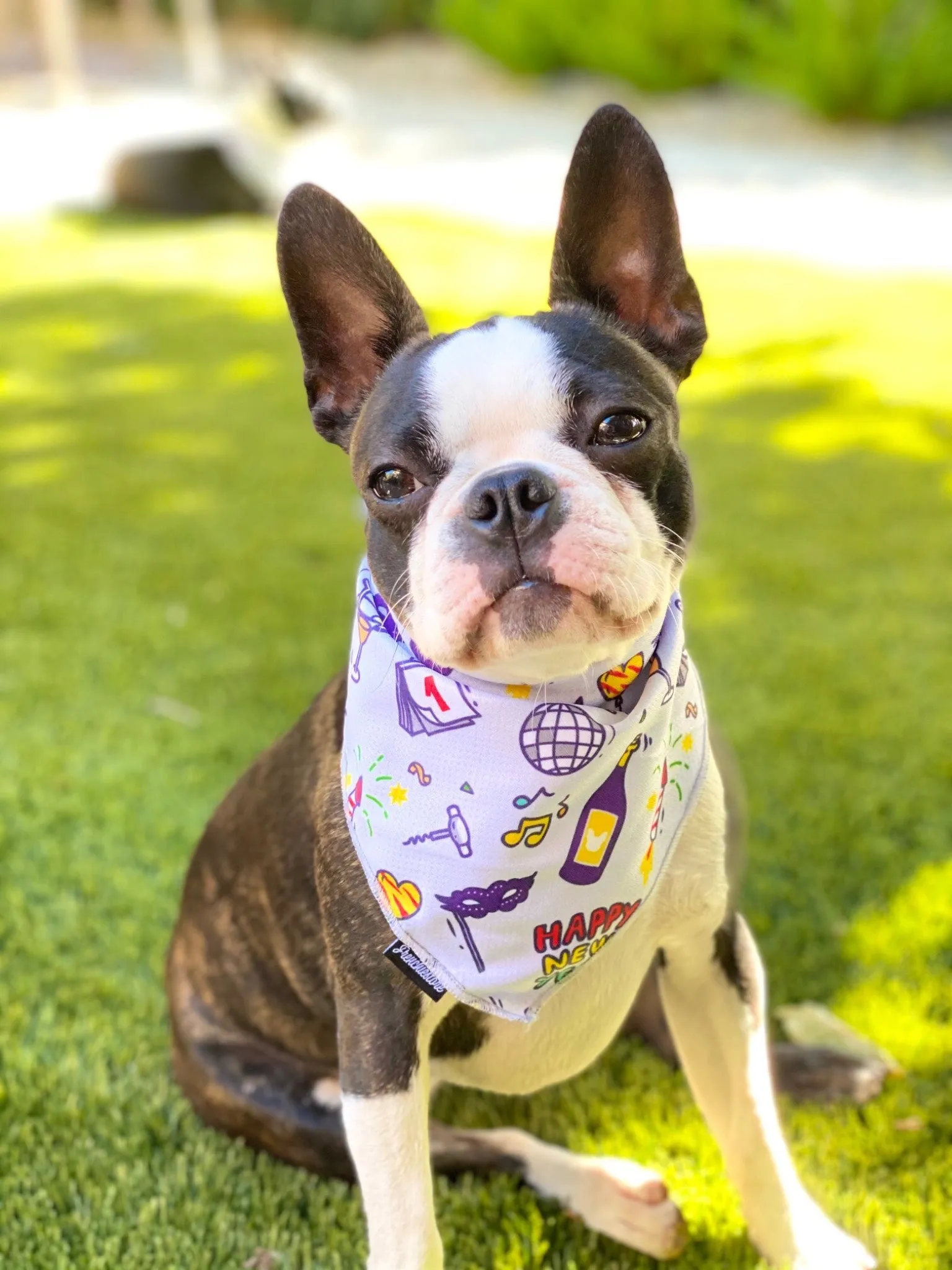 Frenchiestore Dog Cooling Bandana |  Happy New Year