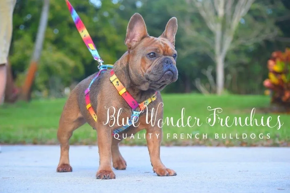 Frenchiestore Luxury Leash | California Dreamin'