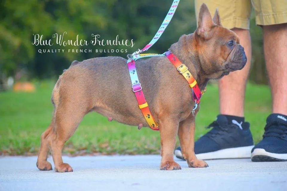 Frenchiestore Luxury Leash | California Dreamin'