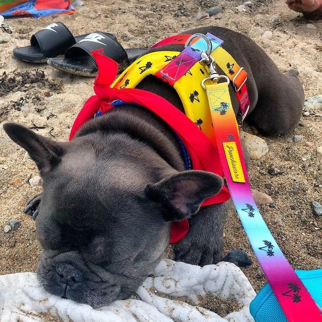 Frenchiestore Luxury Leash | California Dreamin'