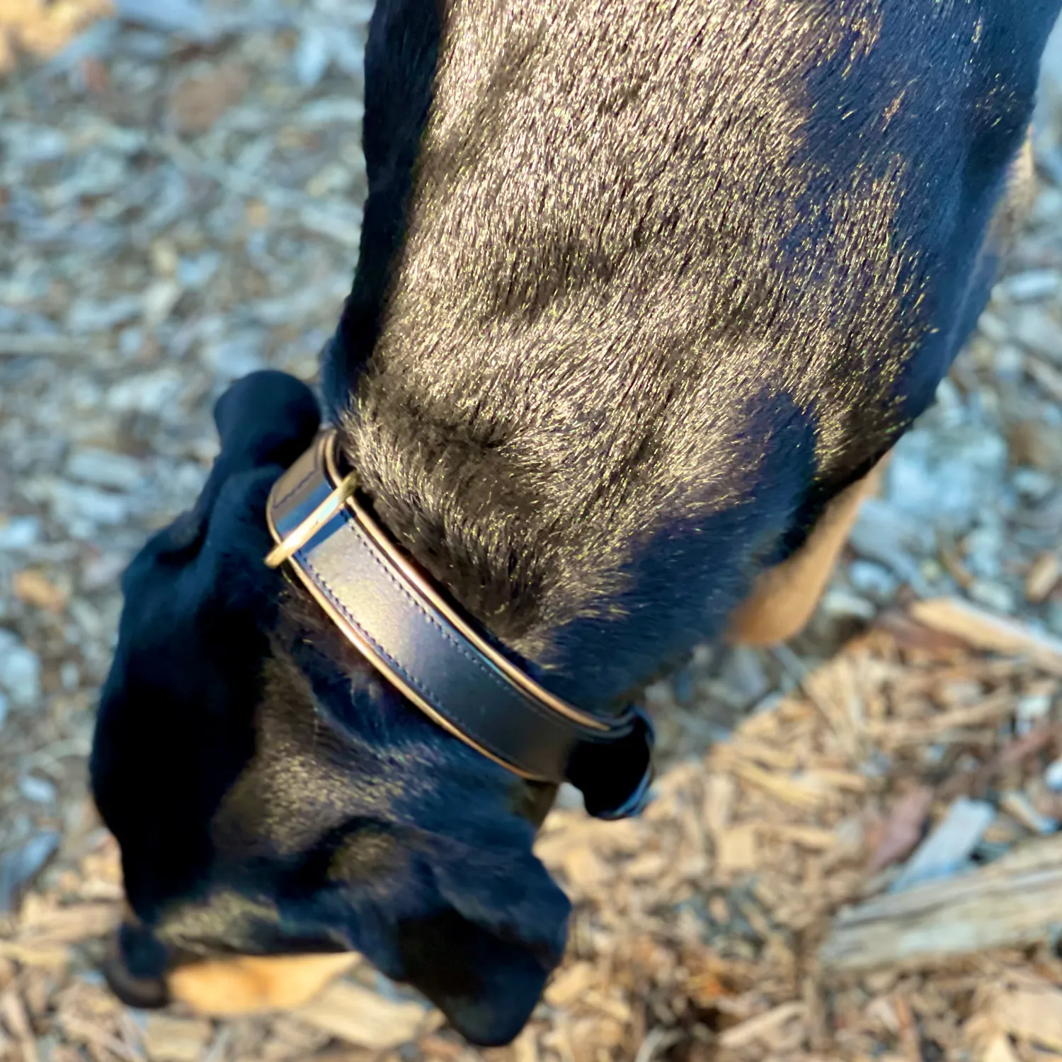 Halter Ego® Milan - Black Leather & Burnished Gold Trim Dog Collar