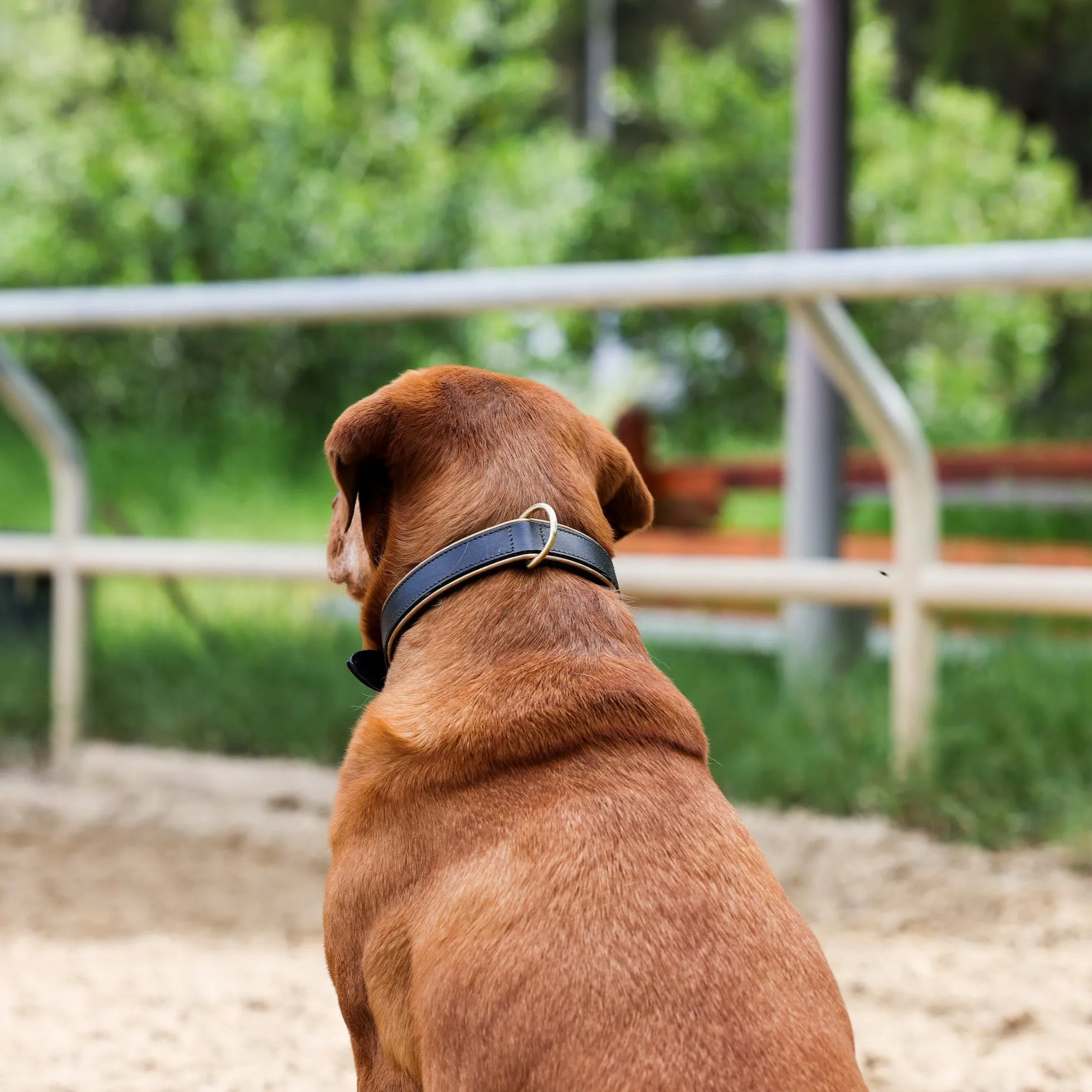 Halter Ego® Milan - Black Leather & Burnished Gold Trim Dog Collar