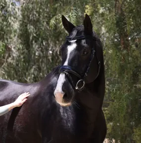 Natalia Black Patent Snaffle Bridle - Black Shimmer